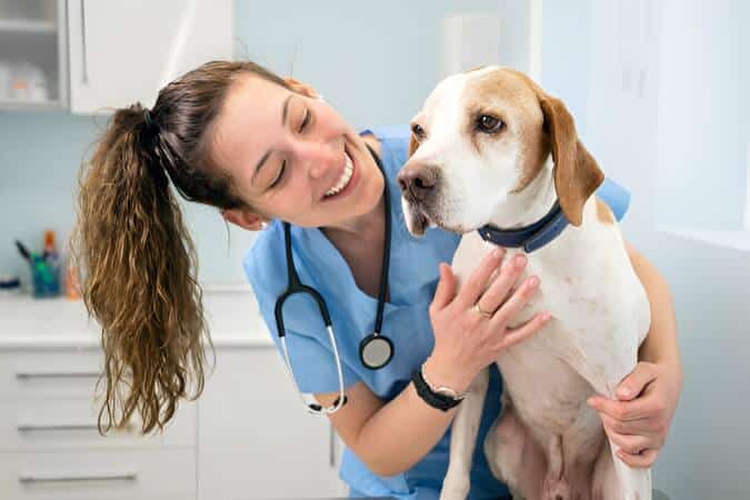 Hospitalización perros gatos bilbao