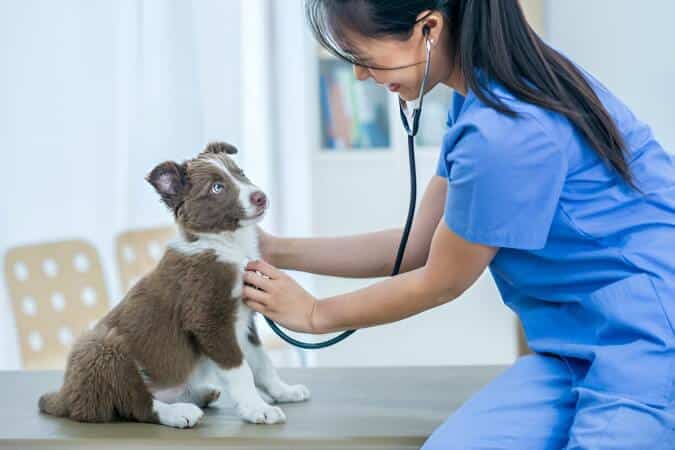 cardiología veterinaria bilbao