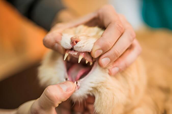 odontología veterinaria bilbao