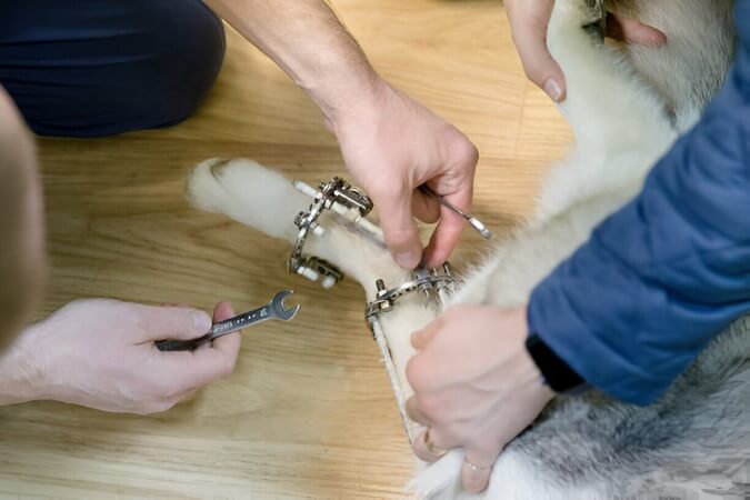 traumatología ortopedia veterinaria bilbao