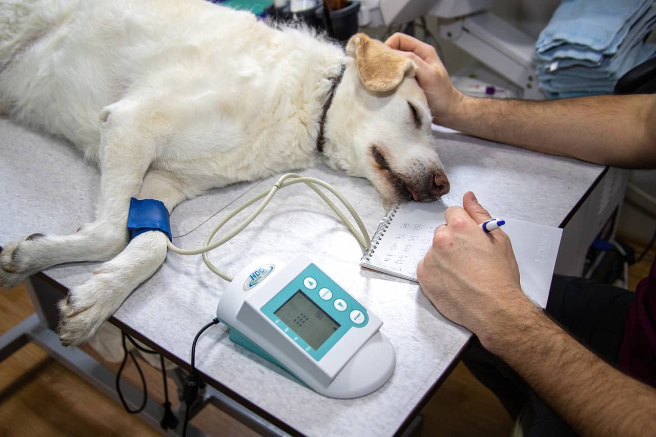 Urgencias veterinarias Bilbao